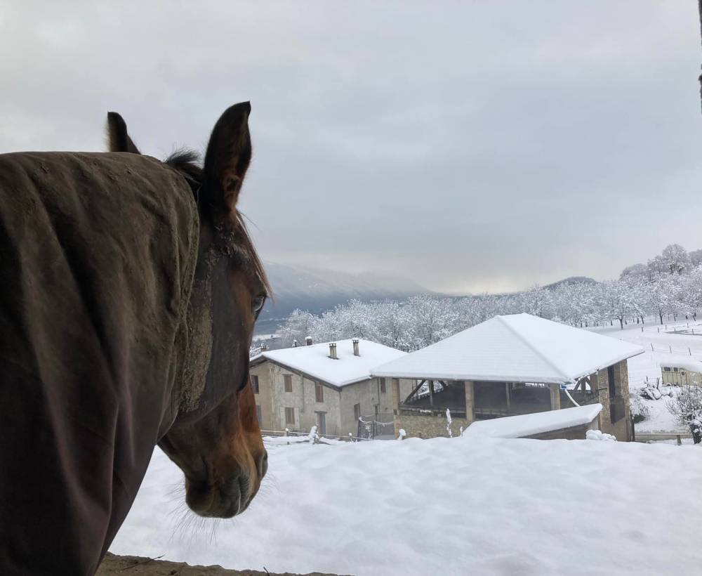 pension pour chevaux (19)