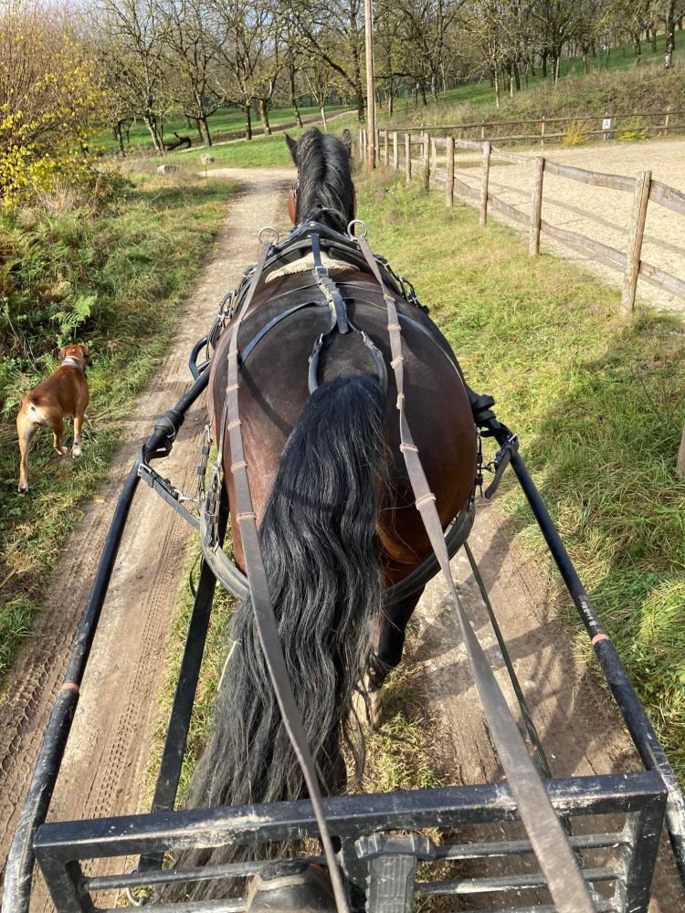stage équitation attelage près de Tullins