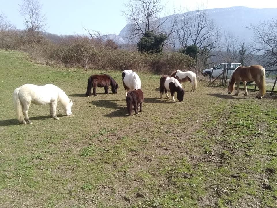 pension pour chevaux (9)