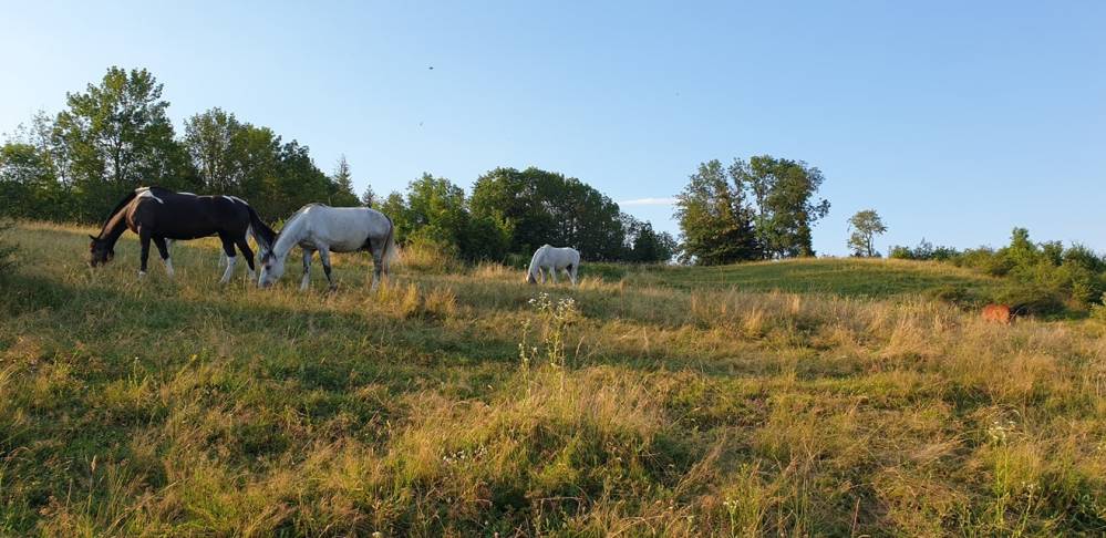 pension pour chevaux (8)