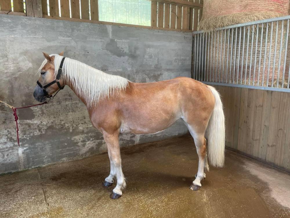 pension pour chevaux (14)