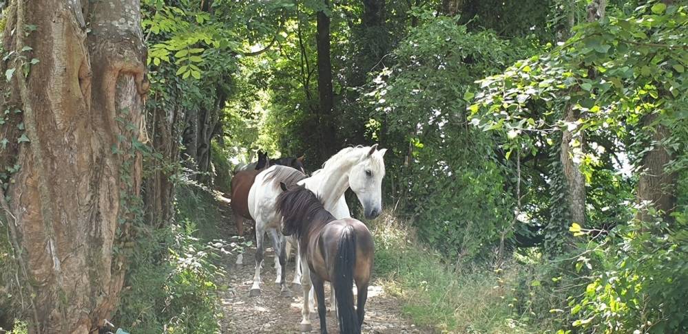 pension pour chevaux (7)