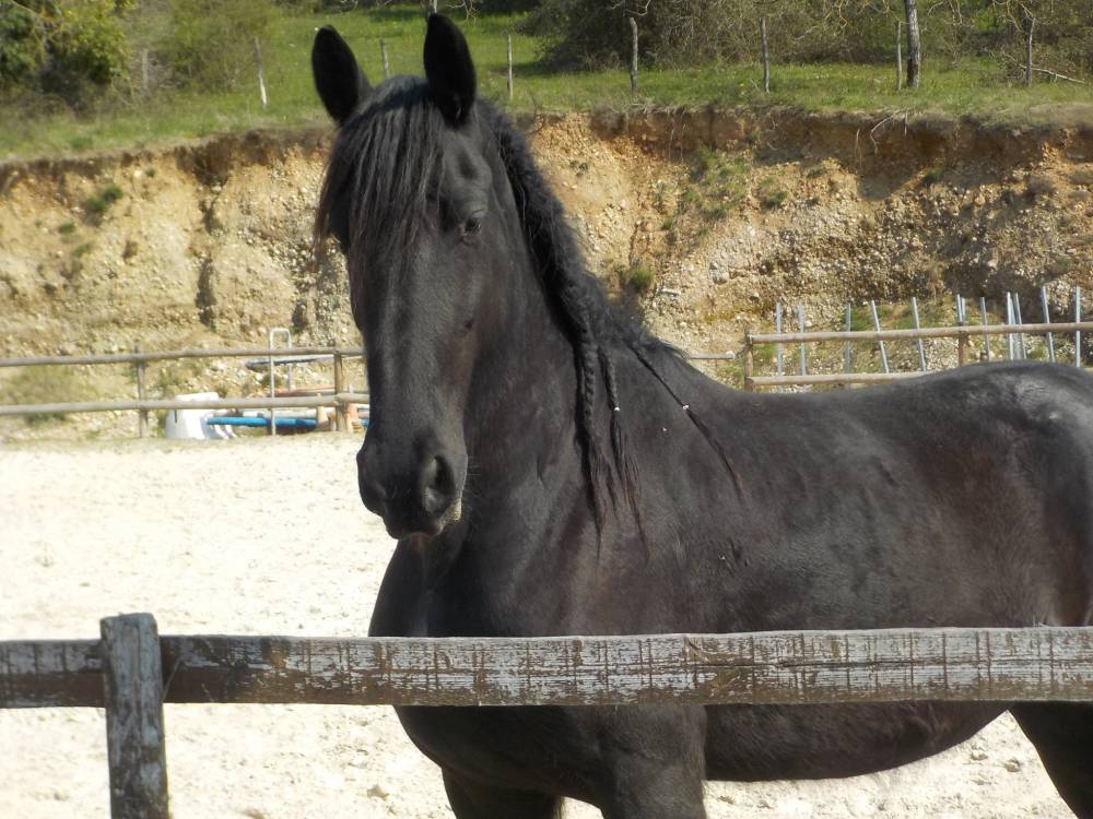pension pour chevaux (3)