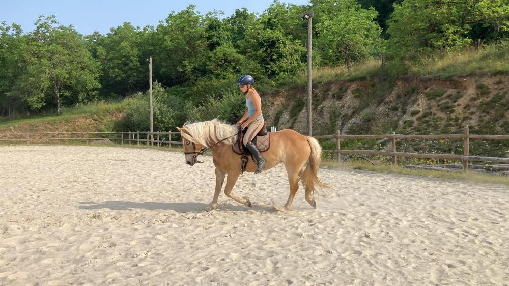 cours de dressage