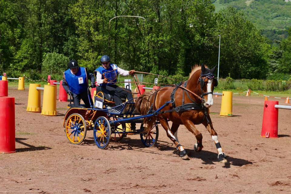 compétition d'attelage (1)