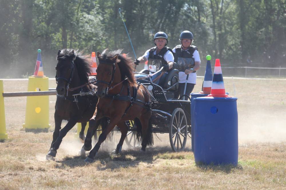 compétition d'attelage (2)